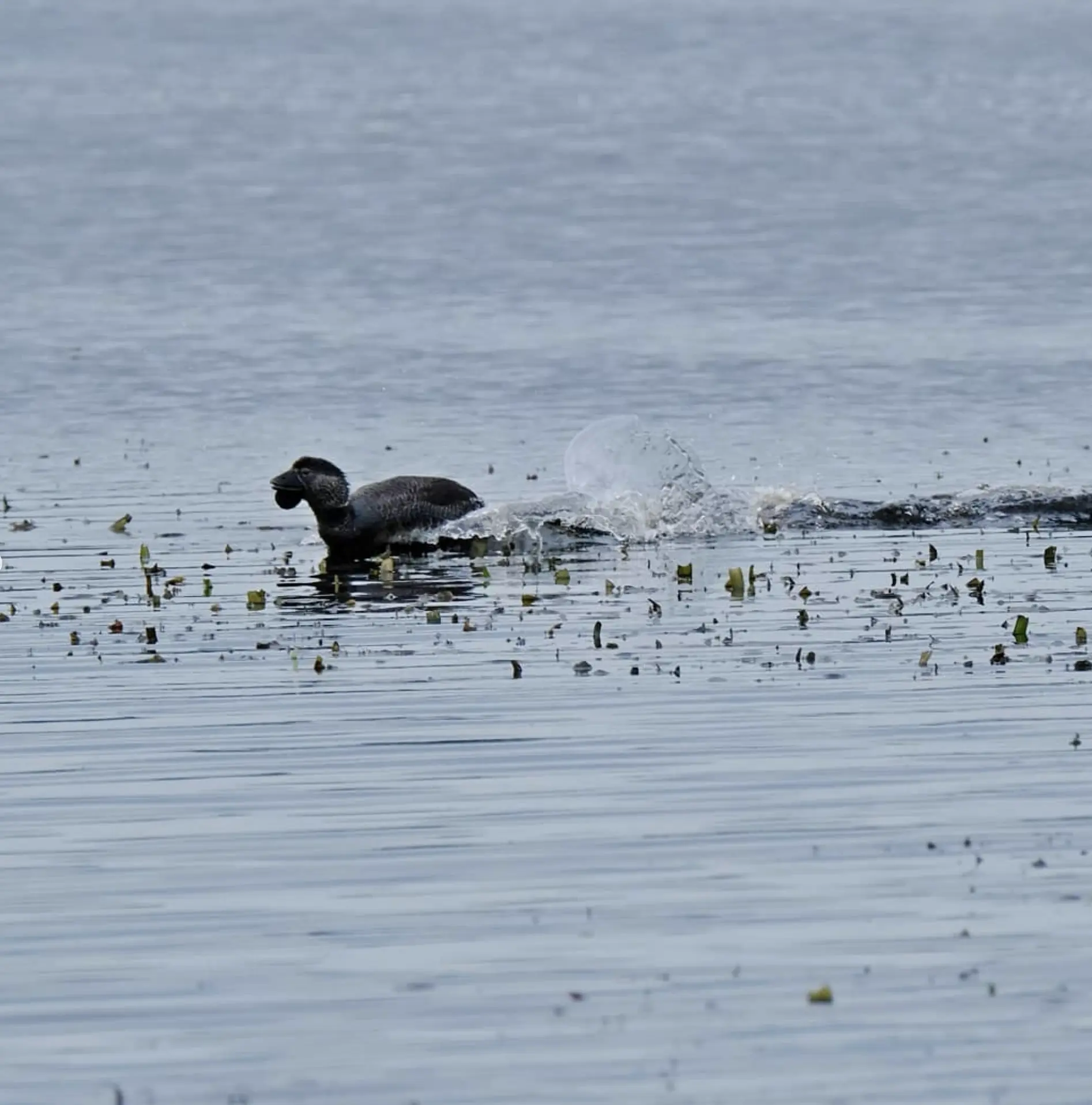 Phillip Island Wildlife